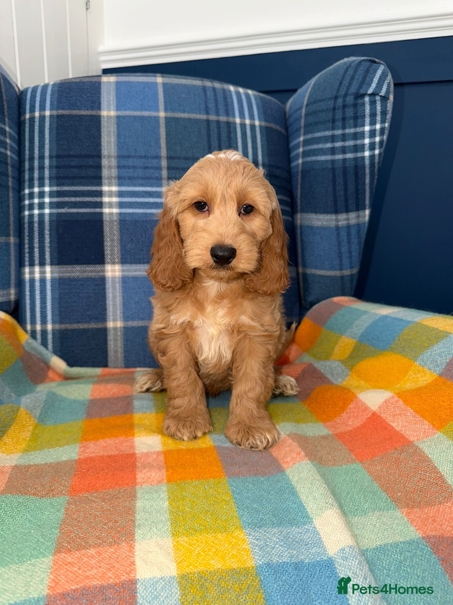 Cockapoo dogs Stunning Cockapoo's READY NOW  - Advert 1