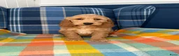 Cockapoo dogs for sale: Stunning Cockapoo's READY NOW  - Advert 3