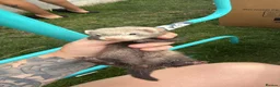 Ferret rodents for sale: Stunning Ferret. Kits  - Advert 8