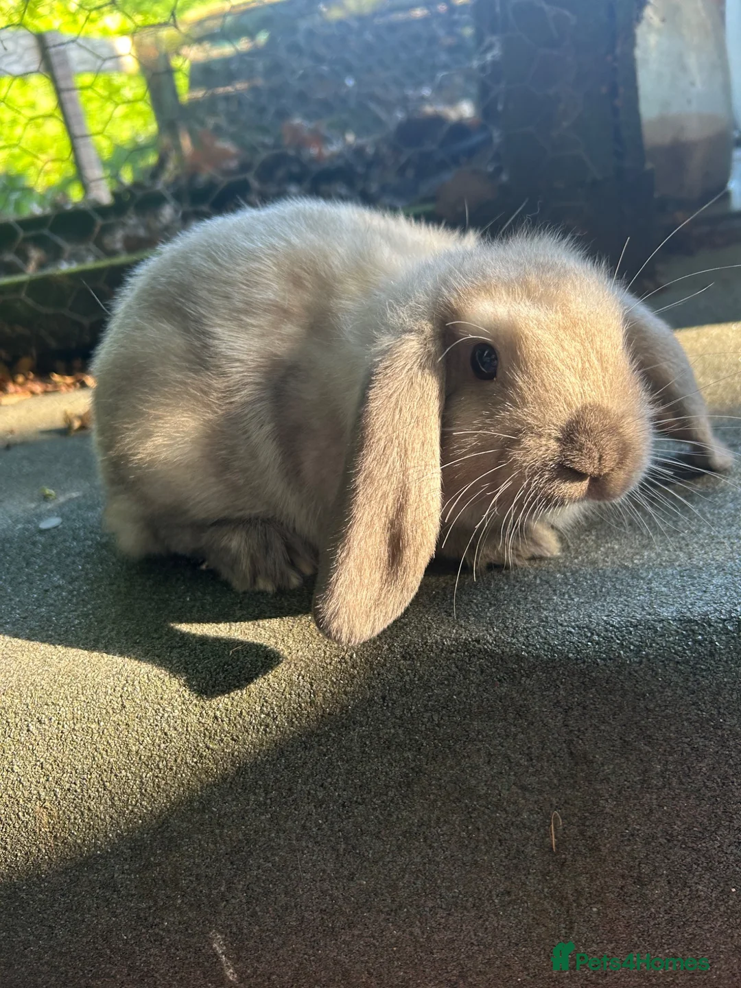 Mini Lop rabbits for sale: 5 beautiful mini lops  - Advert 10