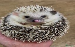 Pygmy Hedgehog rodents for sale: Beautiful Female & Male Baby Pygmy Hedgehog APH - Image 4