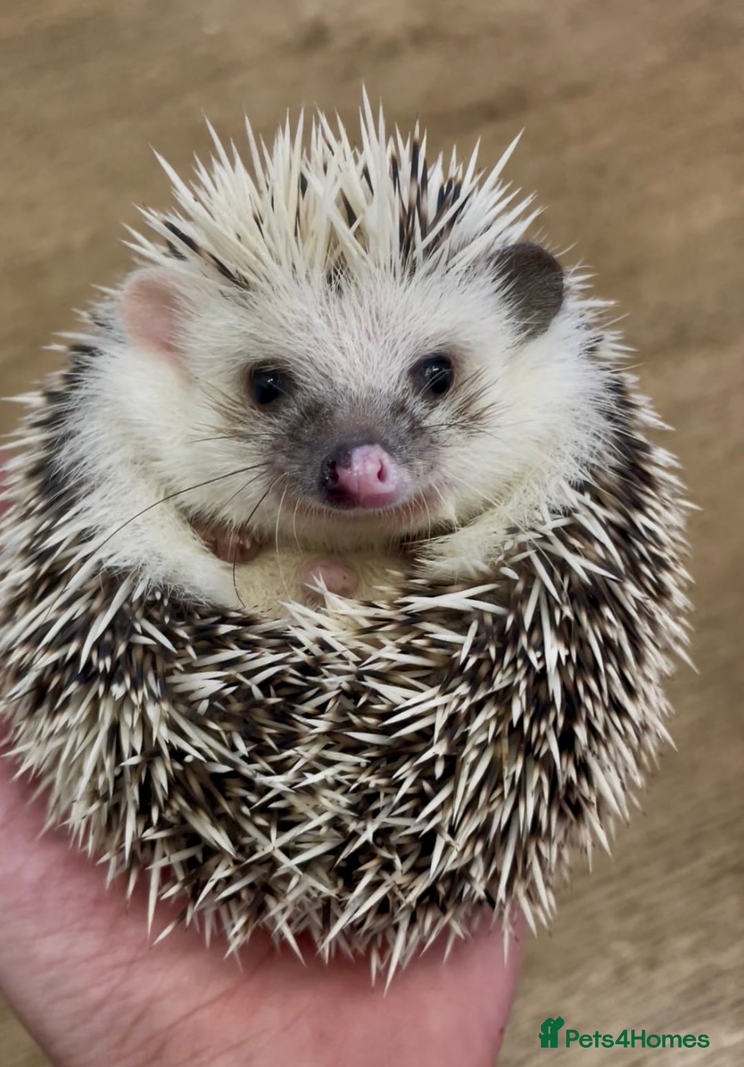 Pygmy Hedgehog rodents for sale: Beautiful Female & Male Baby Pygmy Hedgehog APH - Image 4