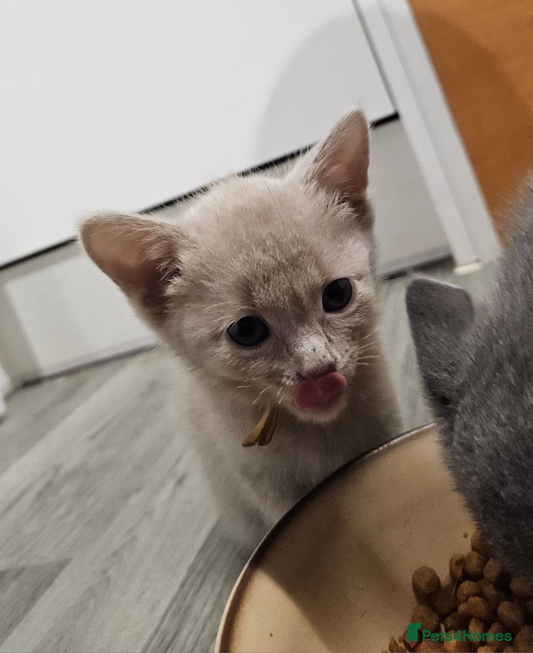 Russian Blue cats for sale: 🐾 last two girls Russian Blue Kittens 🐾 - Advert 14