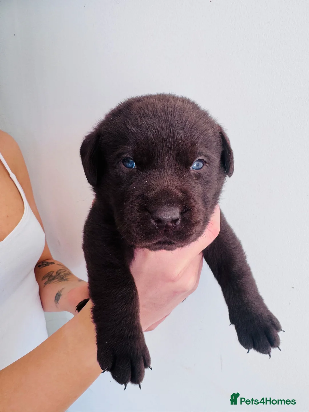 Labrador Retriever dogs for sale: Chunky Labrador puppies - Advert 10