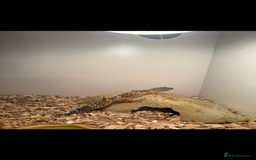 Gecko reptiles for sale: Gecko - Image 2