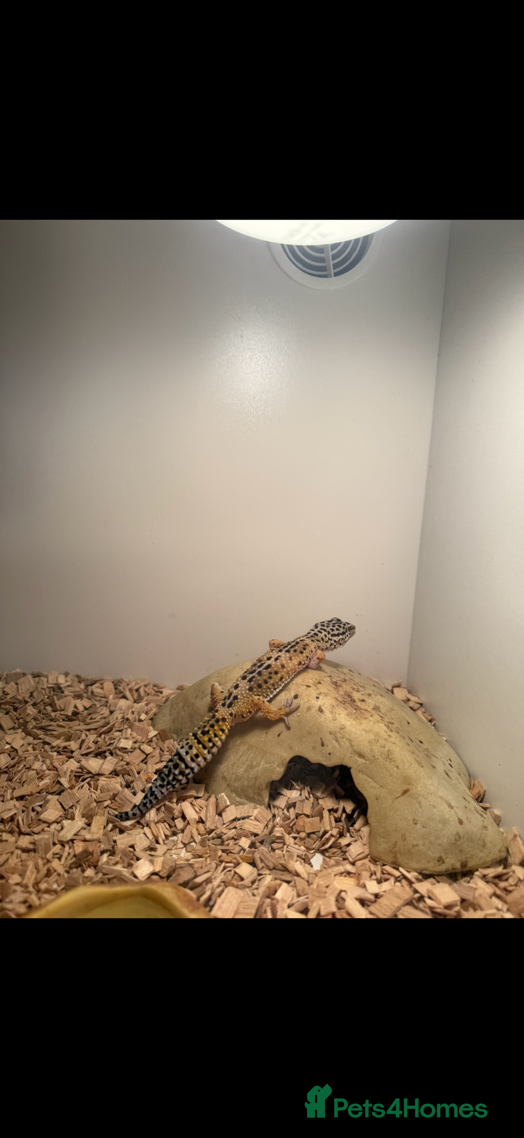 Gecko reptiles for sale: Gecko - Image 2