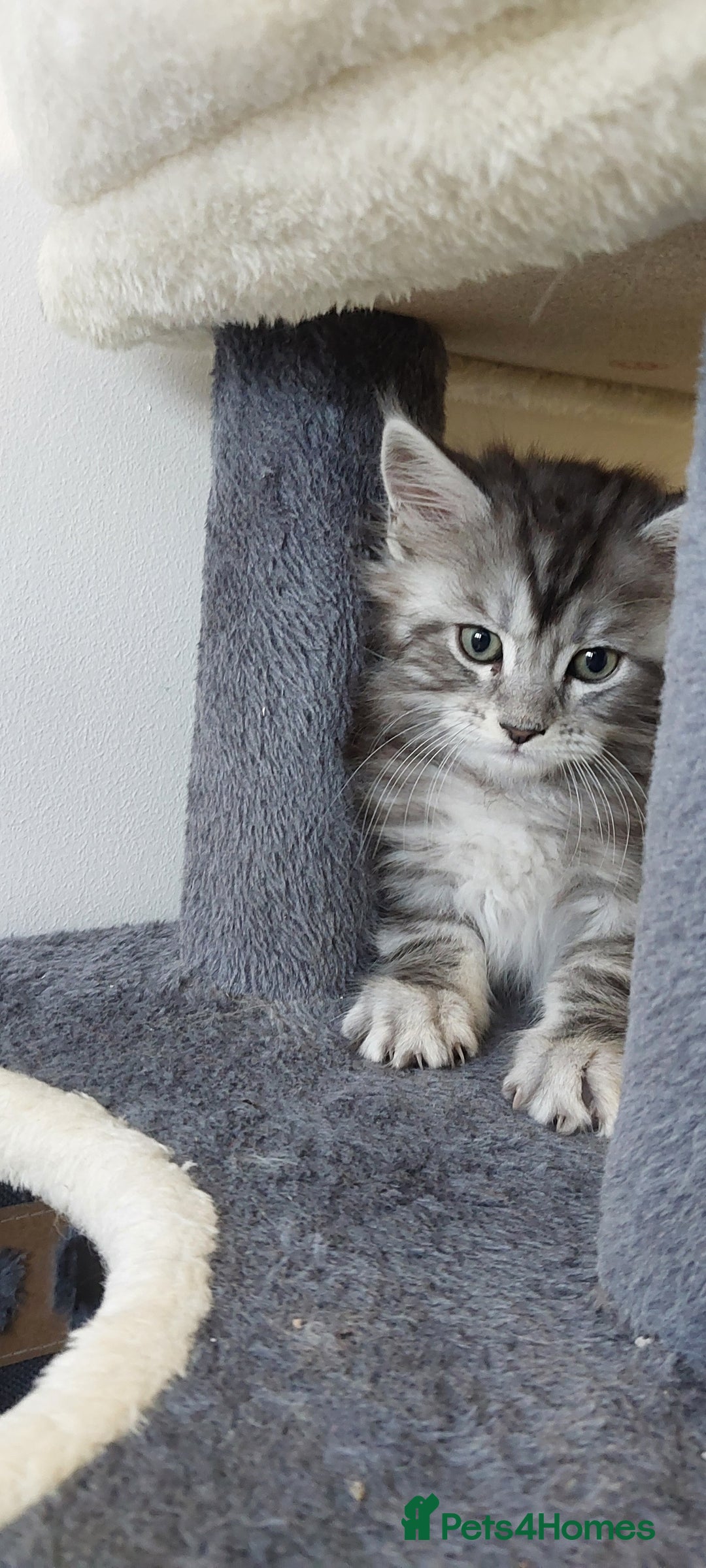 Maine Coon cats for sale: 🐈🐈🐈7 Amazing Maine coons🐈🐈🐈 - Advert 17