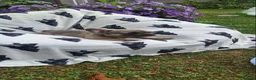 French Bulldog dogs for sale: French Bulldog PuppiesReady for Their Forever home - Advert 18