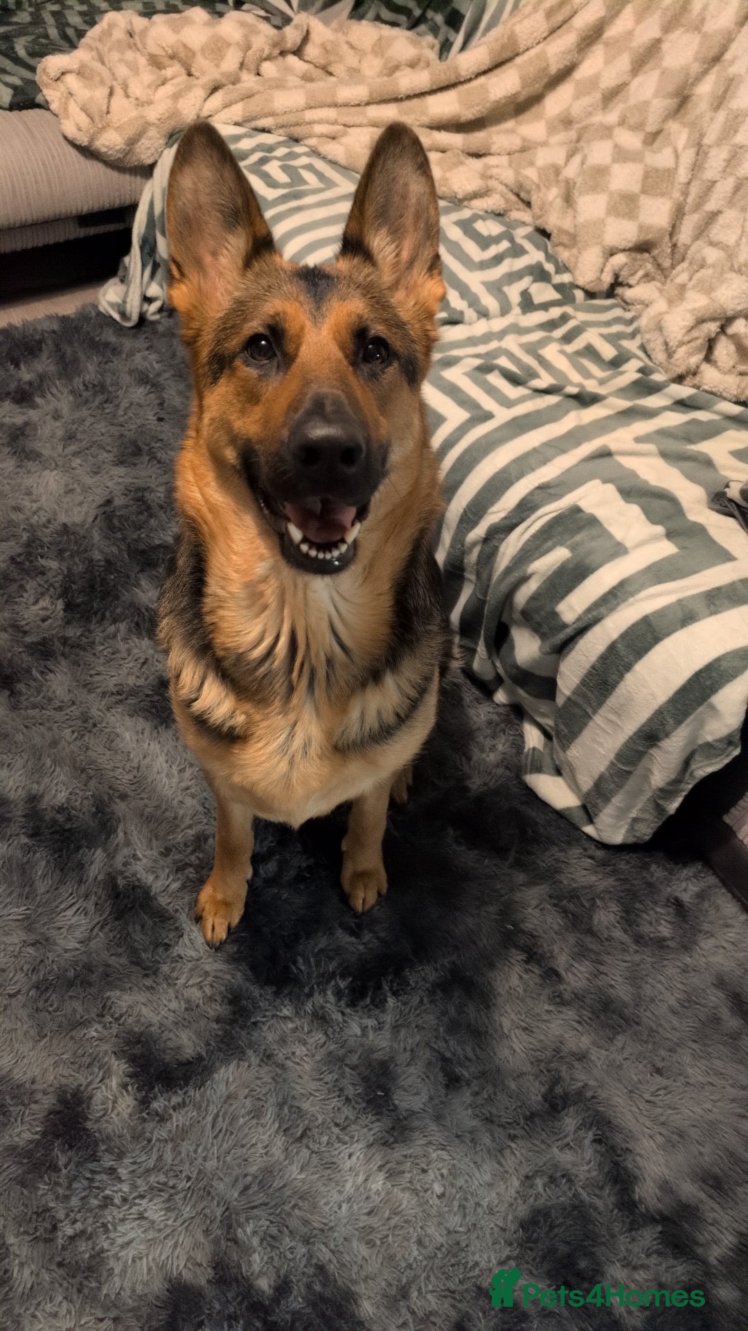 German Shepherd dogs for sale: German shepherd  - Advert 2