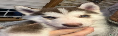 Siberian Husky Puppy 1
