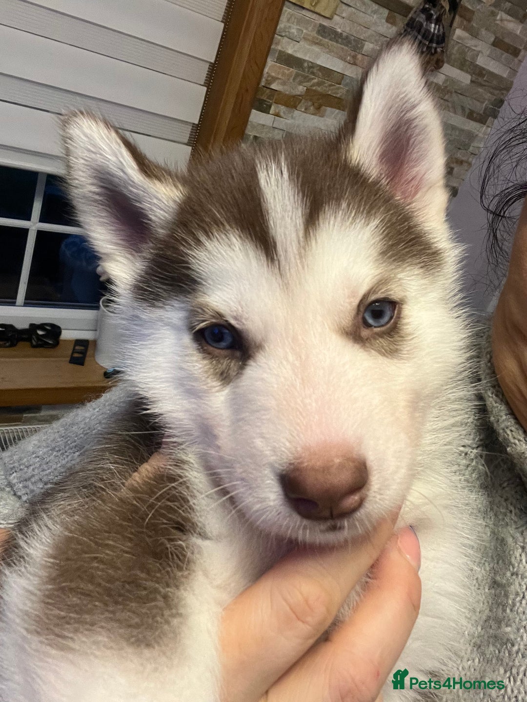 Siberian Husky dogs for sale: Siberian Husky puppies  - Advert 27