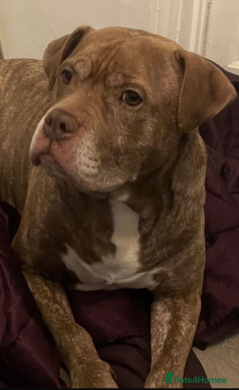 Staffordshire Bull Terrier dogs dog looking for a companion - Advert 2