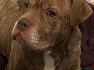 Staffordshire Bull Terrier dogs dog looking for a companion - Advert 2