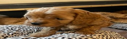Cavapoo dogs for sale: F1b Cavapoooo  - Advert 22