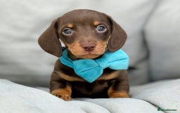 Miniature Dachshund dogs for sale: KC Reg Miniature Smooth Haired Dachshund Puppies - Image 3