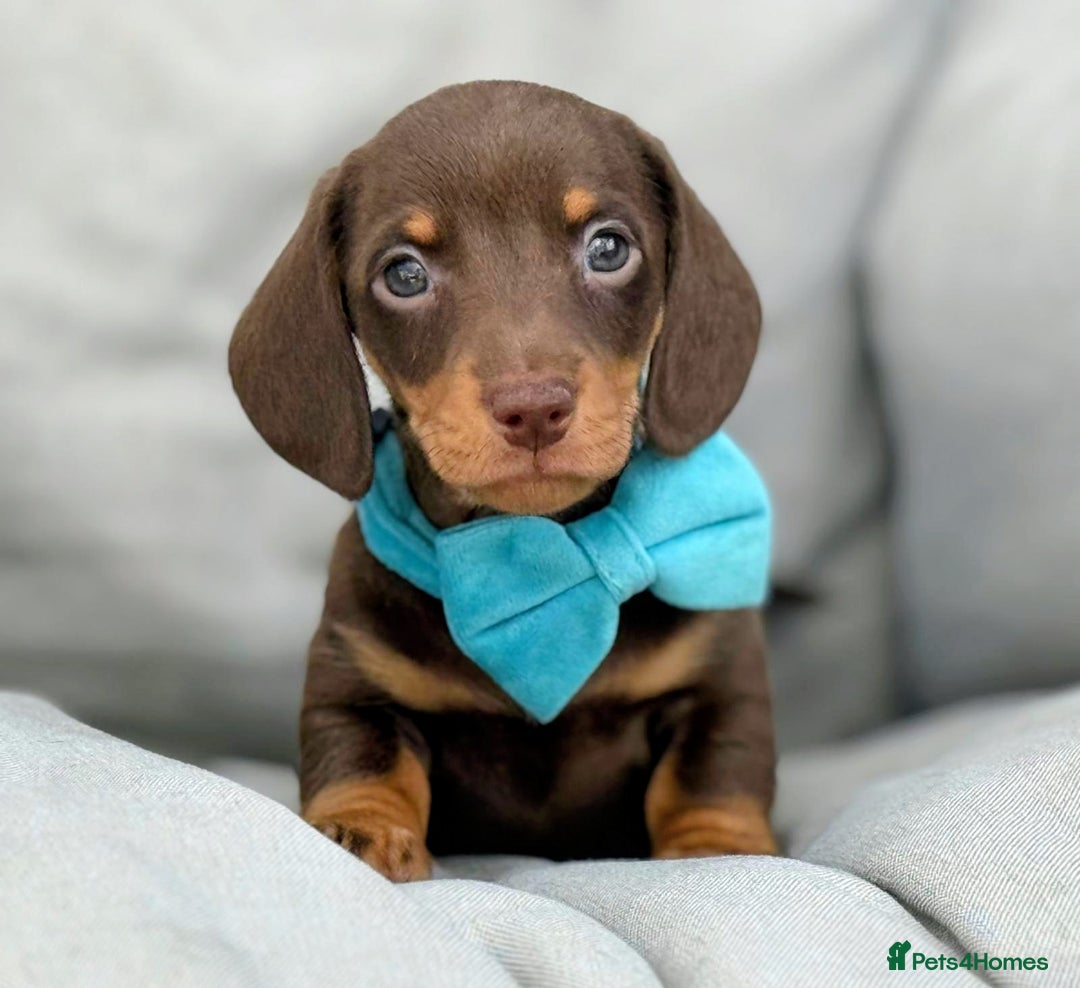 Miniature Dachshund dogs for sale: KC Reg Miniature Smooth Haired Dachshund Puppies - Image 3