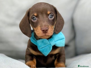 Miniature Dachshund dogs - Advert 7