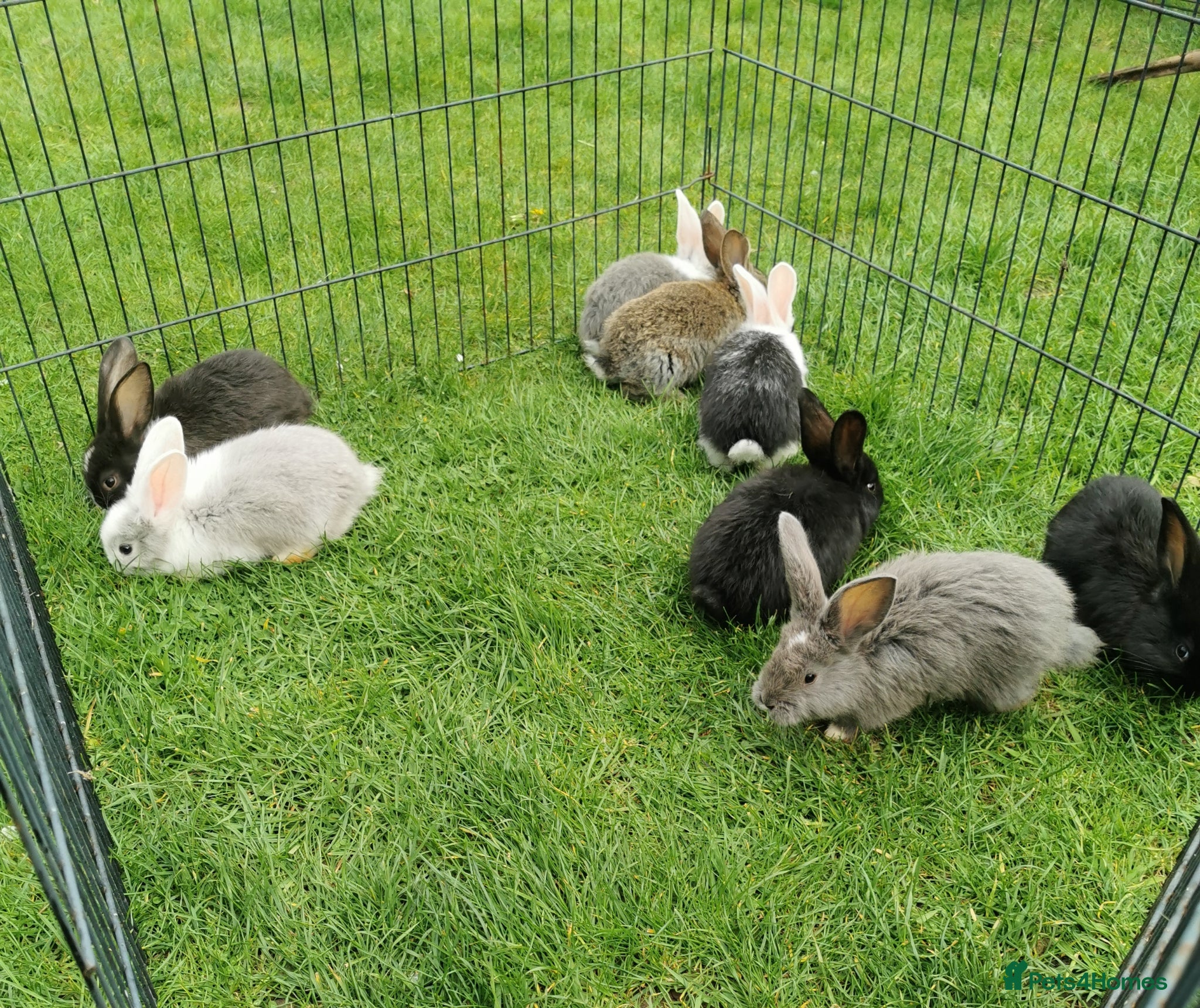 Continental Giant rabbits Continental giant bunnies  - Advert 2