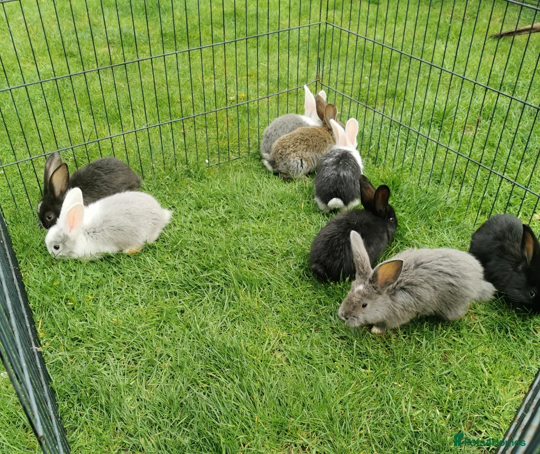 Continental Giant rabbits for sale: Continental giant bunnies  in Northampton - Advert 1
