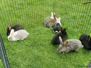 Continental Giant rabbits Continental giant bunnies - Advert 8