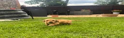 Springador dogs for sale: Springadore puppies for sale  in Thetford - Advert 23