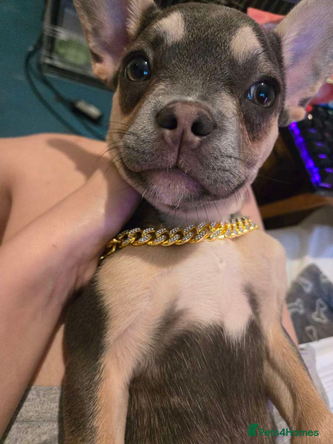 French Bulldog dogs for sale: Female 6 months old French bulldog - Image 5