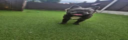 French Bulldog dogs for sale: Visual Fluffy French Bulldog puppies  - Advert 10