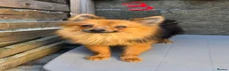 Pomeranian dogs for sale: Adult Dogs Looking for Their Forever  Homes - Advert 8