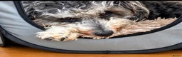 Jackapoo dogs for sale: 🐾 Beautiful F1B Jackapoo Boy – Home Reared - Advert 5