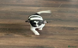 Chihuahua dogs for sale: Ready to leave female chihuahua BOTH vaccines done - Image 3