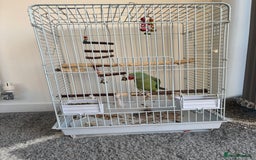 Parrots birds for sale: Alexandrine semi tame - Image 6