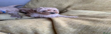Toy Poodle 3