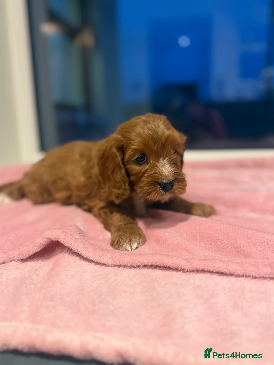 Cavapoo dogs for sale: Cavapoo puppies  in Cookstown - Advert 8