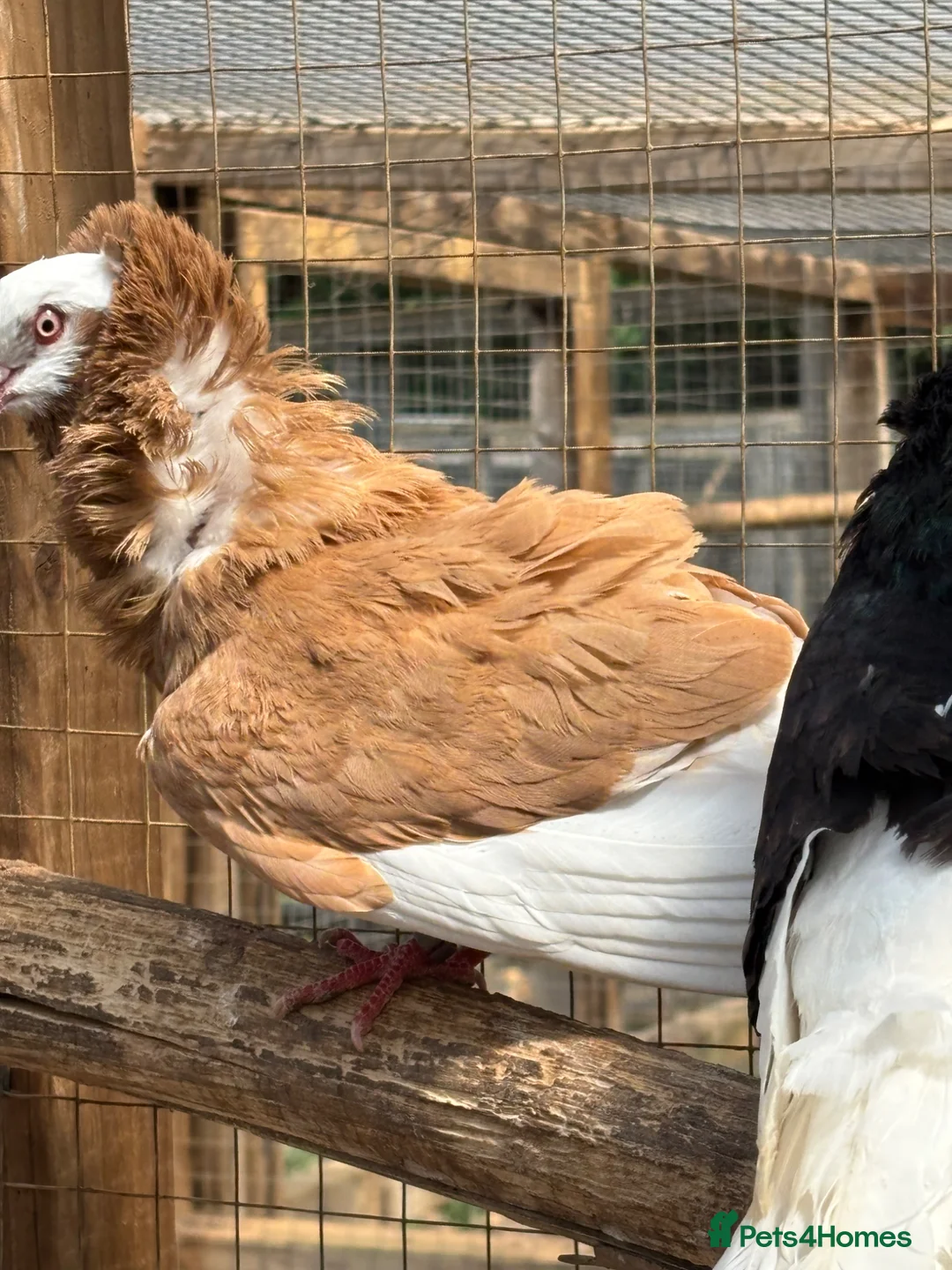 Pigeons birds for sale: Old Dutch Capuchine for sale - Advert 2