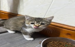 Domestic Shorthair cats for sale: 4 beautiful domestic shorthairs for sale  - Image 5