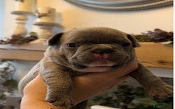 French Bulldog dogs for sale: Adorable French Bulldog Pups Ready For New Homes - Image 2