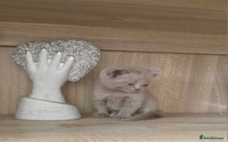 British Shorthair cats for sale: Very beautiful British Shorthair Kittens  - Image 6