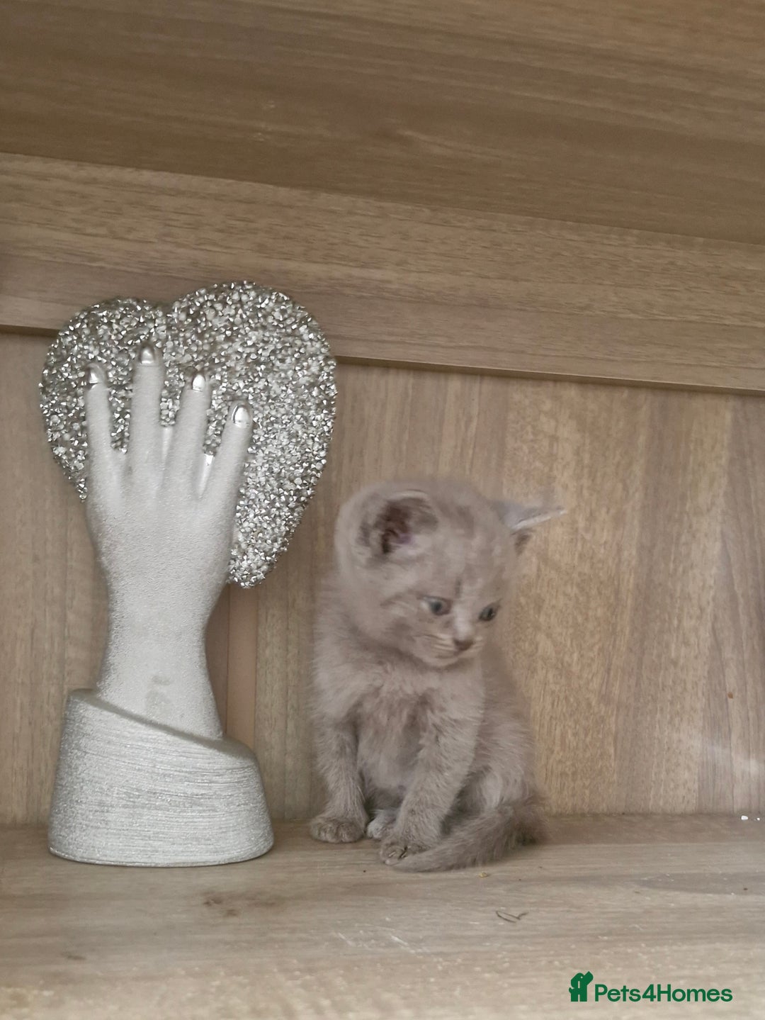 British Shorthair cats for sale: Very beautiful British Shorthair Kittens  - Image 6