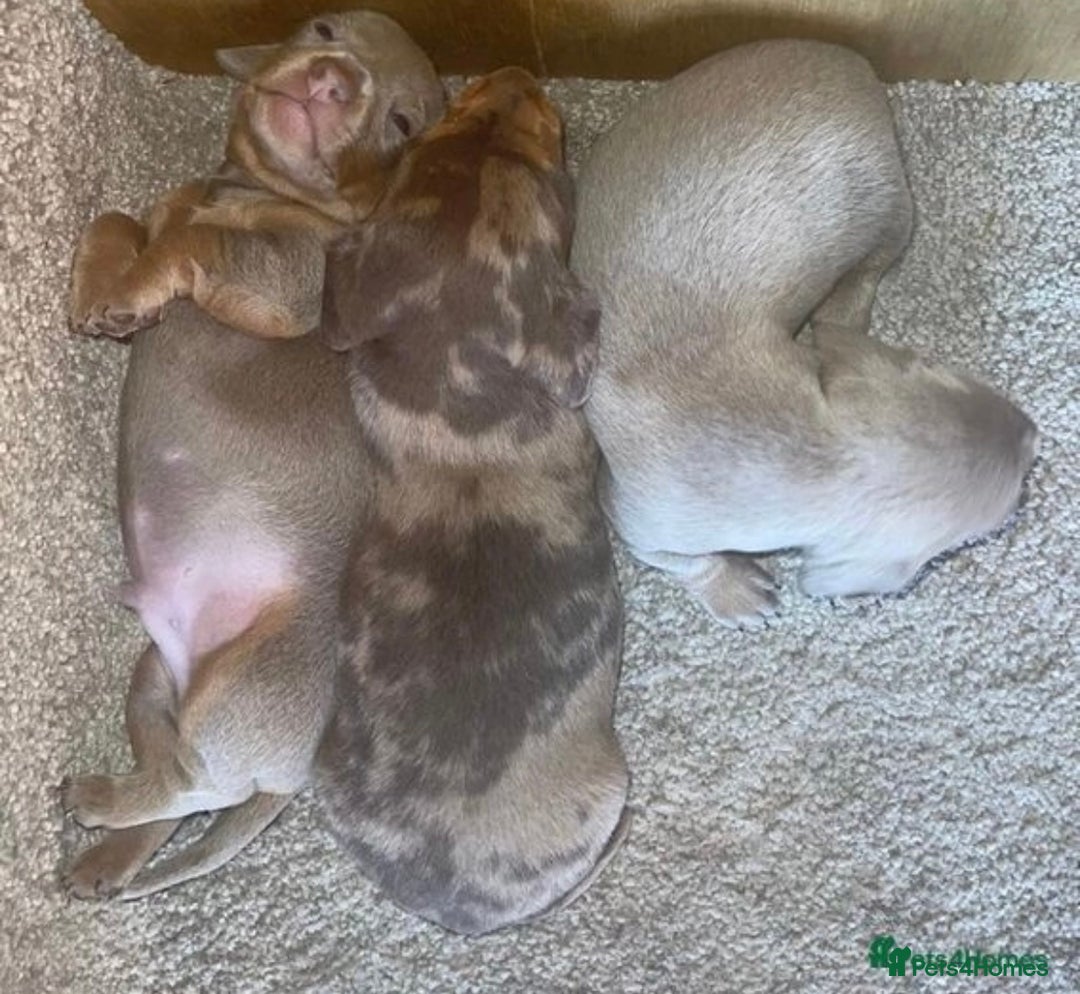 Miniature Dachshund dogs for stud: Experienced Choc & Tan Mini - KC Reg & DNA CLEAR in Romford - Advert 15
