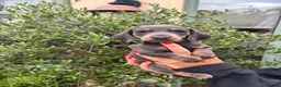 Miniature Dachshund dogs for sale: Stunning KC Miniature Dachshund Litter of 7 in Burnley - Advert 28