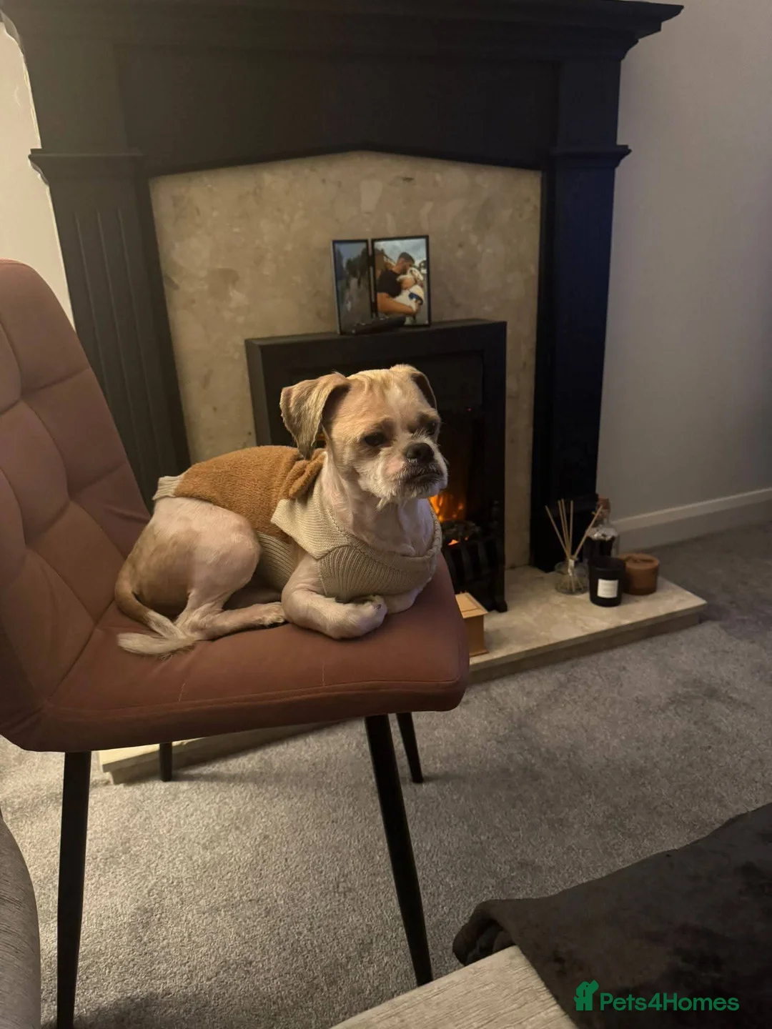 Shih Tzu dogs for adoption: 💙🐶 RALPH – ALL HE ASKS IS UNDERSTANDING in Manchester - Advert 2
