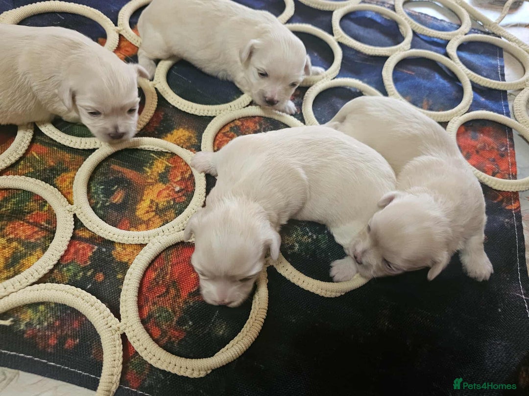 Maltese dogs for sale: 4 puppies bichons maltese - Image 15
