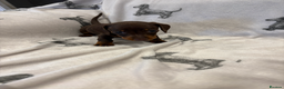 Dachshund dogs for sale: Minatare Dachshund - Advert 9
