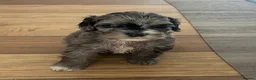Cockapoo dogs for sale: Wow factor cockapoos - Advert 6