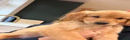 Golden Retriever dogs for sale: *Will negotiate* KC Registered Golden Retrievers  - Advert 7
