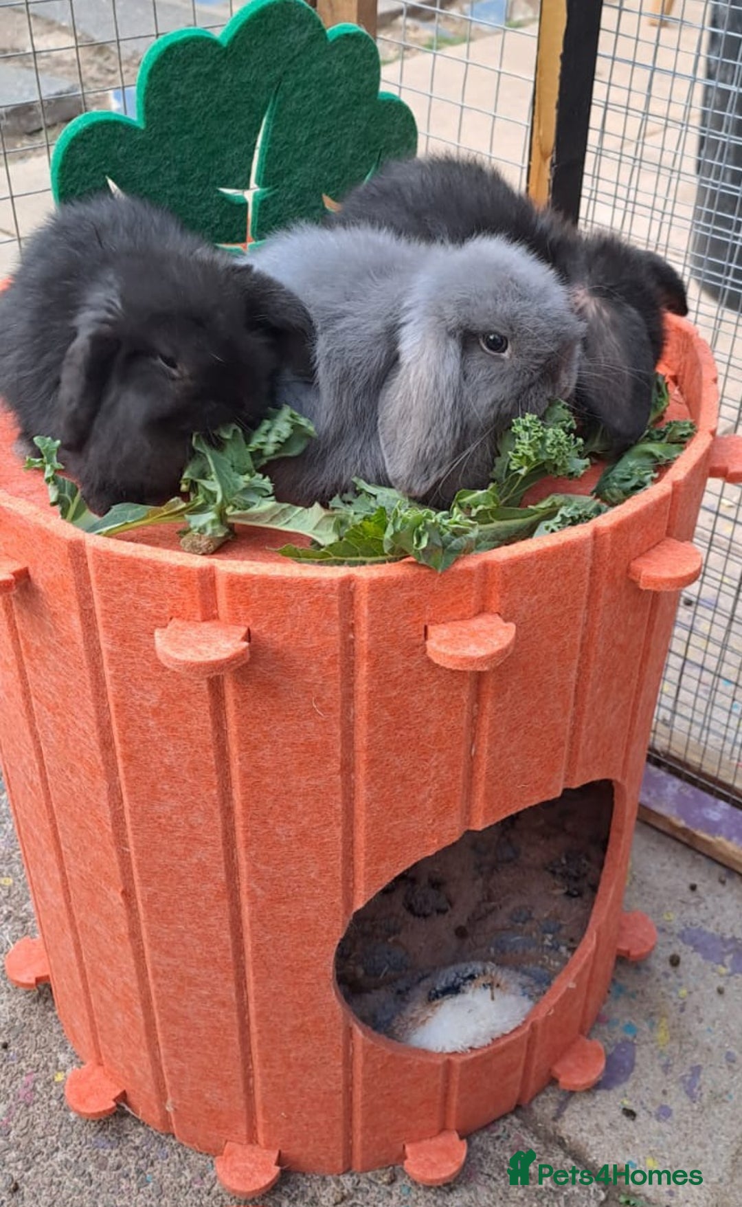 Mini Lop rabbits for sale: Mini cashmere males ready now  - Image 12