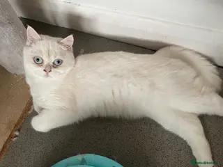 British Shorthair cats Beautiful White British Shorthair Female Blue Eyes - Advert 8