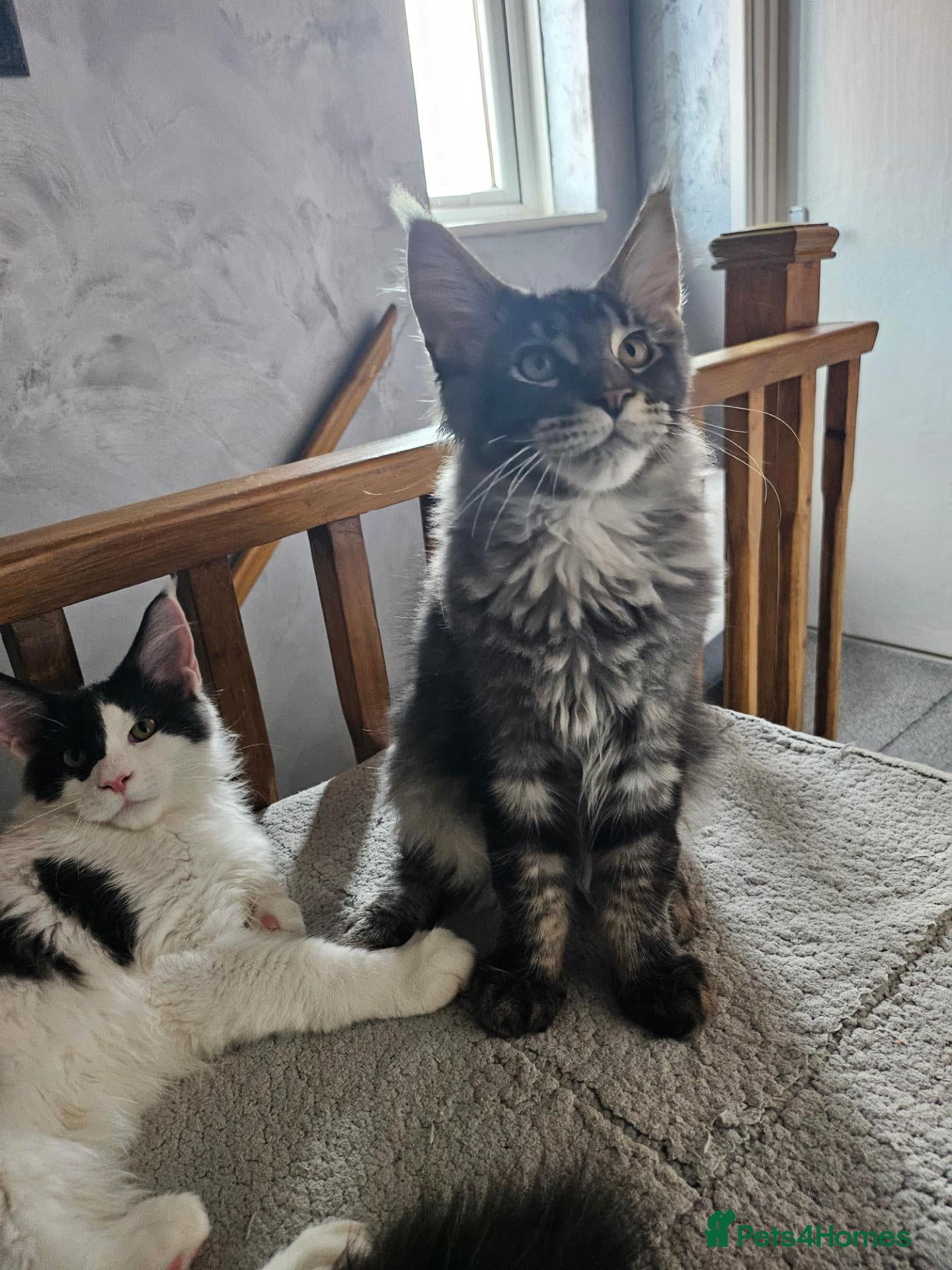 Maine Coon cats Maine Coon Kittens – GCCF Registered  Boys - Advert 1