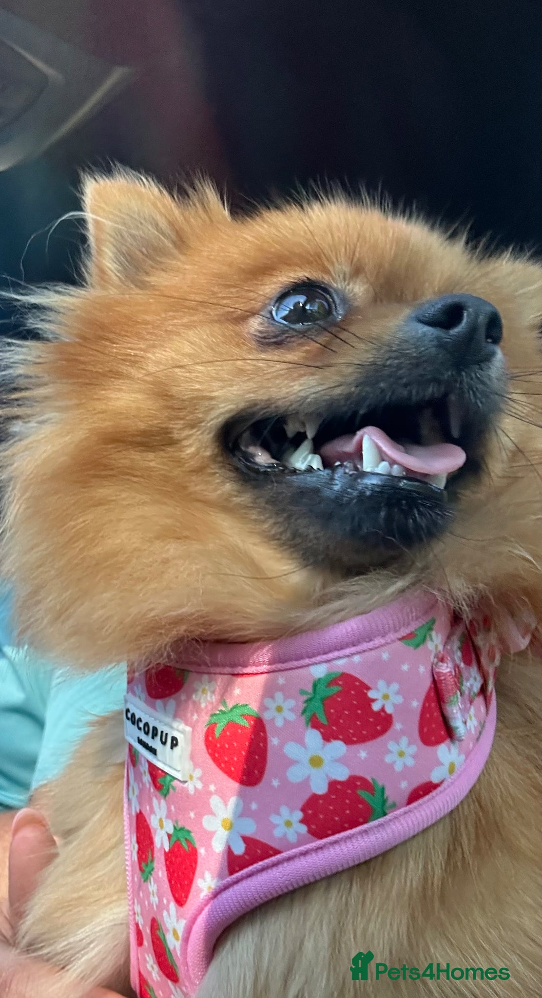 Pomeranian dogs for sale: Looking for her new family - Advert 5