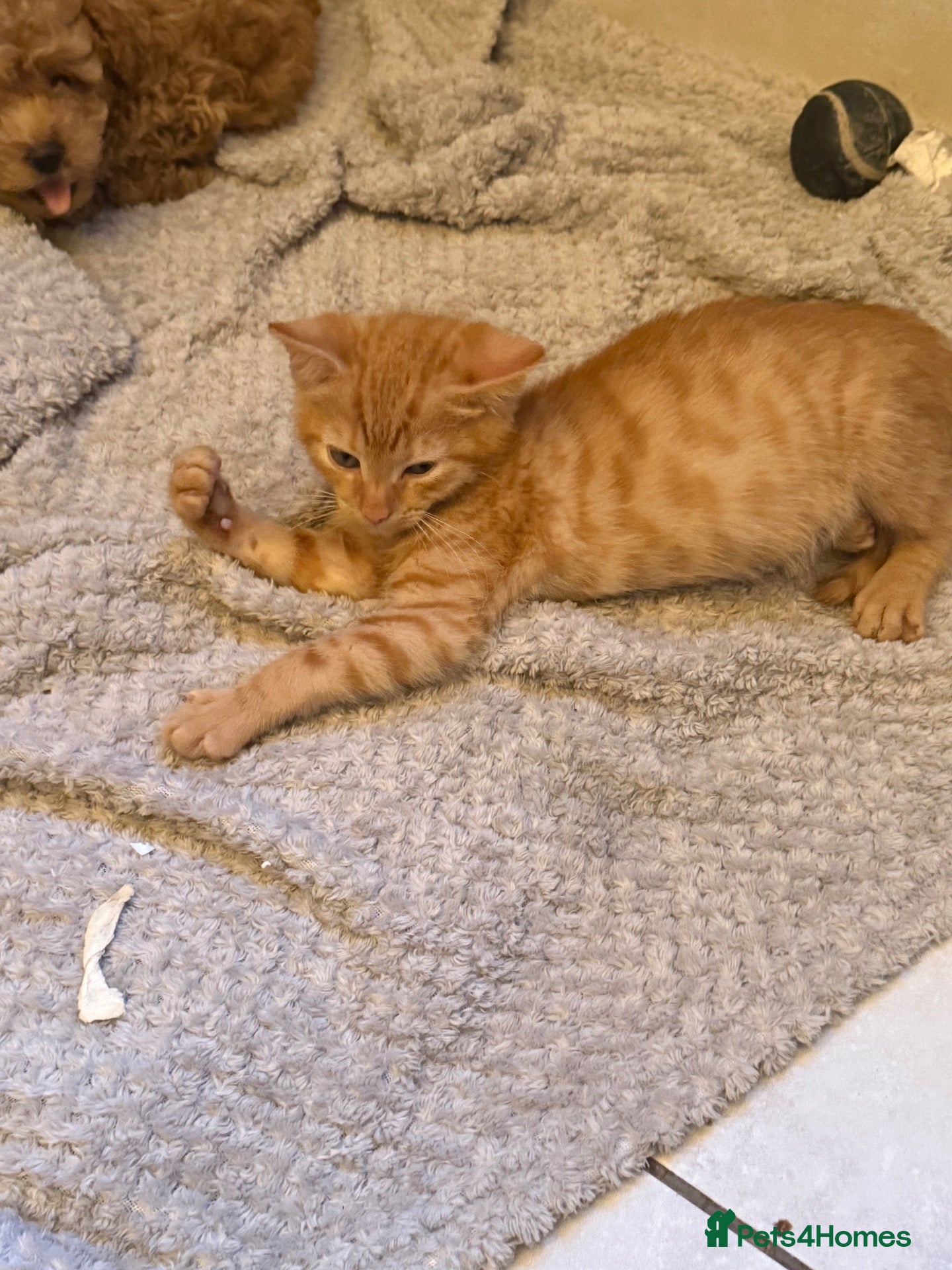 Mixed Breed cats Ginger Bengal boy kittens ready to go  - Advert 4